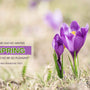 Embracing Spring: Simple Hygge for a Fresh Start - Island Thyme Soap Company