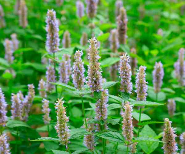 What is Patchouli? What Does Patchouli Smell Like? Discover Now