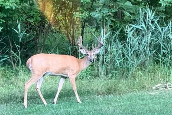 A young white-tailed buck with velvet antlers walks a grassy path at the edge of tall reeds — the deer that welcomed us home to Ohio.