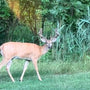 A young white-tailed buck with velvet antlers walks a grassy path at the edge of tall reeds — the deer that welcomed us home to Ohio.