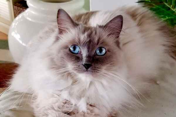 Fitzy the ragdoll cat purrs healed me