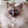 Fitzy the ragdoll cat purrs healed me