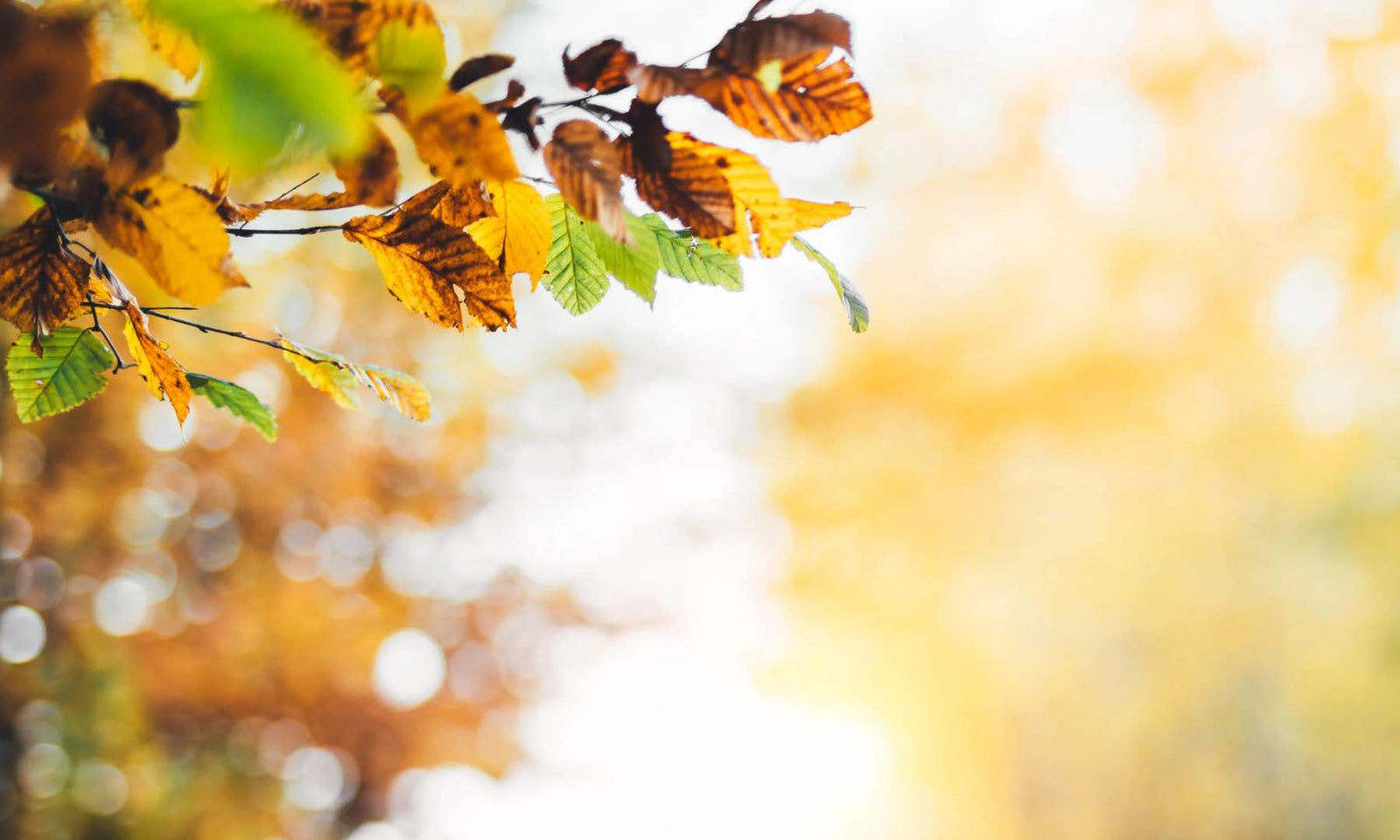 A-season-of-change-a-caregiving-journey
