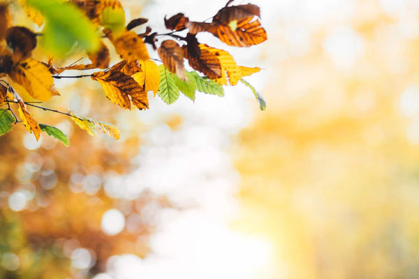 A-season-of-change-a-caregiving-journey