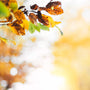A-season-of-change-a-caregiving-journey