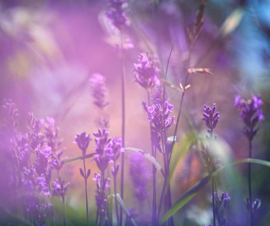 Consider Lavender Gifts For Mother's Day - Island Thyme Soap Company