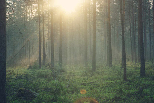 Forest Bathing: How Nature Walks Boost Your Immune System - Island Thyme Soap Company