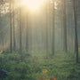 Forest Bathing: How Nature Walks Boost Your Immune System - Island Thyme Soap Company