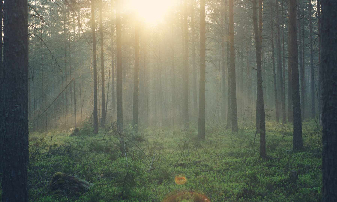 Forest Bathing: How Nature Walks Boost Your Immune System - Island Thyme Soap Company