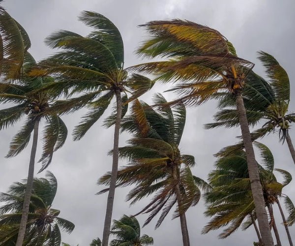 Giving Back In The Wake Of Hurricane Ian - Island Thyme Soap Company