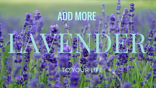 How To Add More Lavender To Your Life - Island Thyme Soap Company