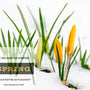 Spring -The Season of New Beginnings. - Island Thyme Soap Company