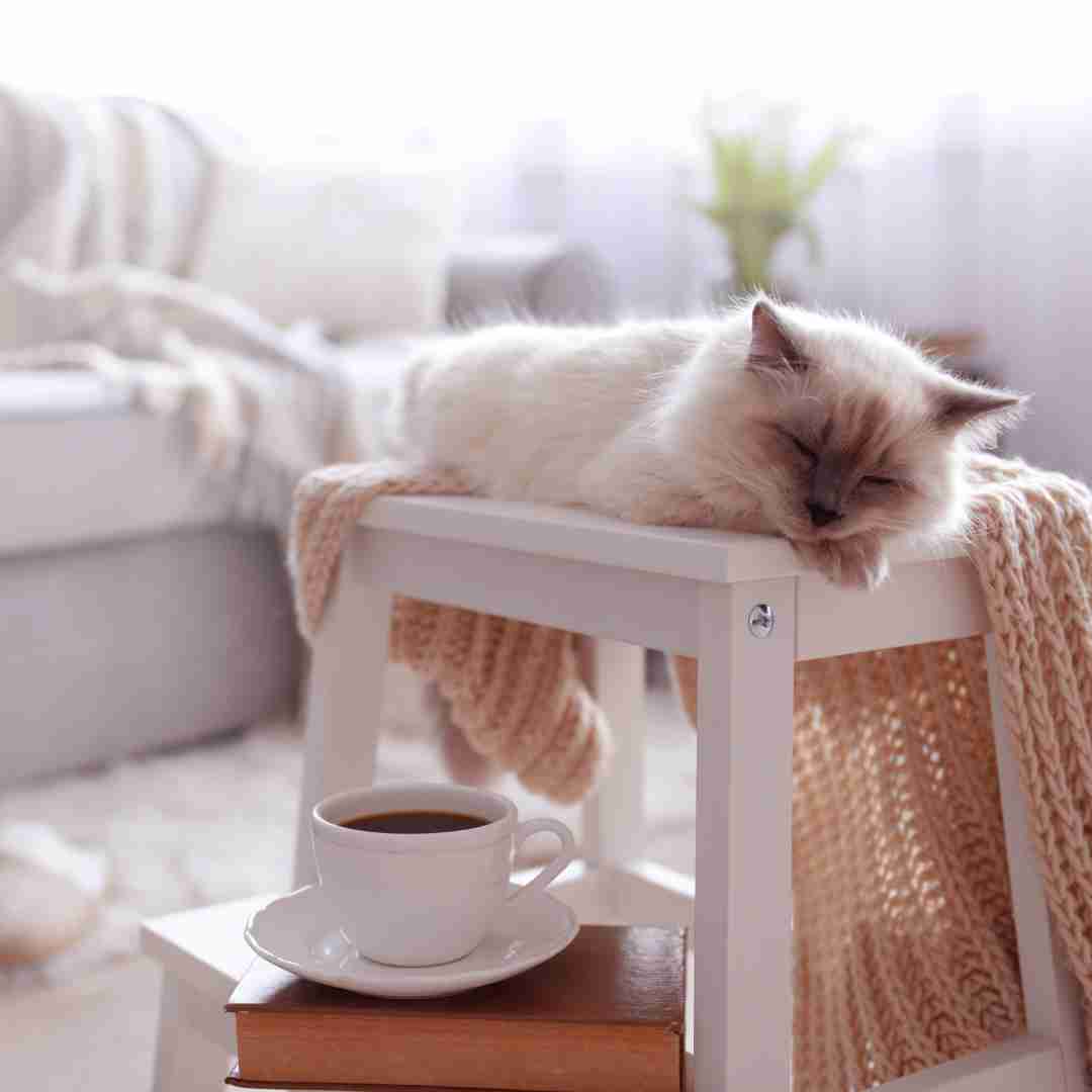 hygge home with a sleeping cat