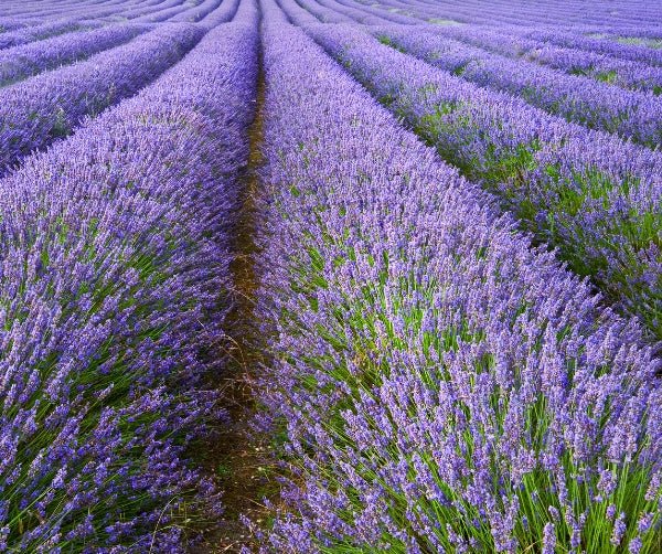 Lavender Fields