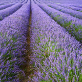 Lavender Fields
