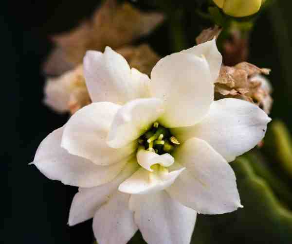 White Gardenia Coconut Milk Soap - Island Thyme Soap Company